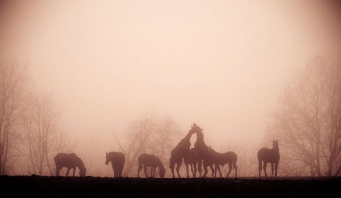 fog photography