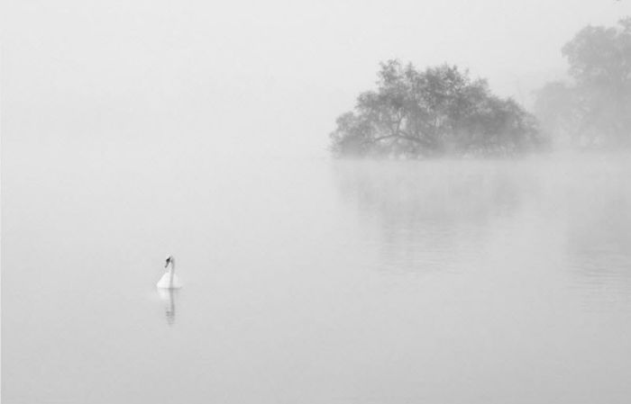 fog photography