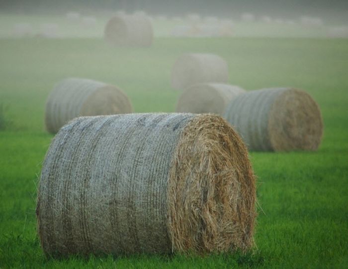 fog photography