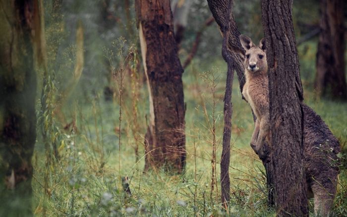 Photos of Australia