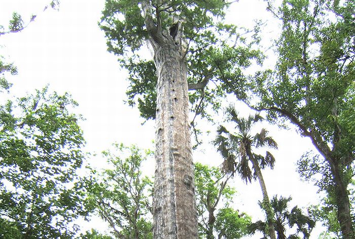 The Senator tree destroyed by fire and collapsed, Big Tree Park, Longwood, Florida, United States