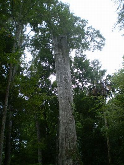 The Senator tree destroyed by fire and collapsed, Big Tree Park, Longwood, Florida, United States