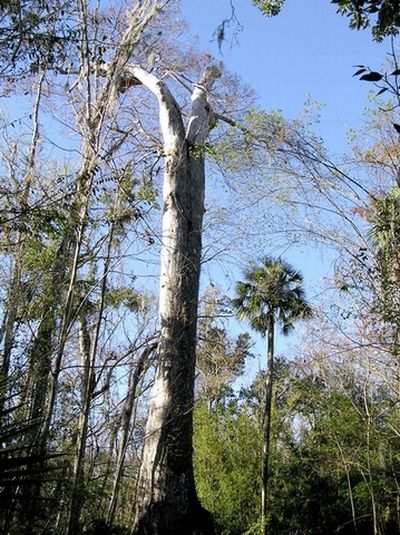 The Senator tree destroyed by fire and collapsed, Big Tree Park, Longwood, Florida, United States