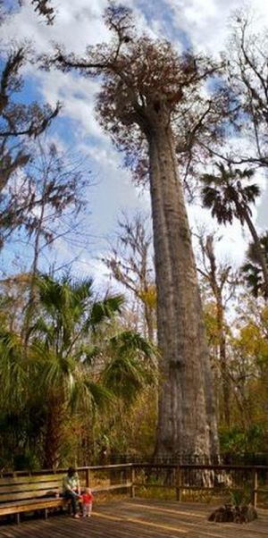 The Senator tree destroyed by fire and collapsed, Big Tree Park, Longwood, Florida, United States