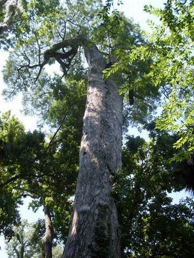 The Senator tree destroyed by fire and collapsed, Big Tree Park, Longwood, Florida, United States