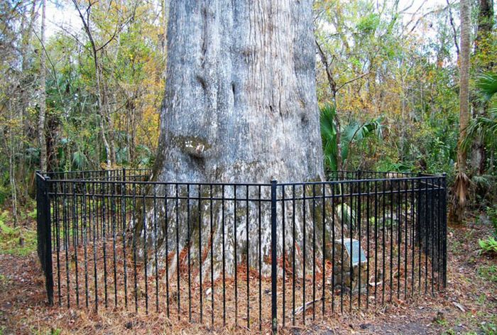 The Senator tree destroyed by fire and collapsed, Big Tree Park, Longwood, Florida, United States