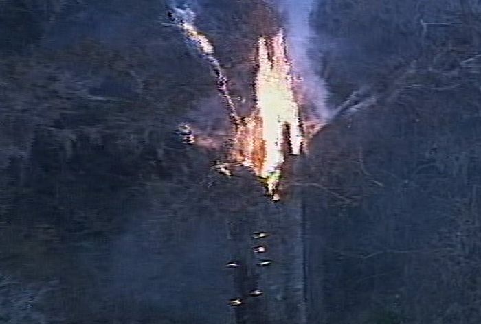 The Senator tree destroyed by fire and collapsed, Big Tree Park, Longwood, Florida, United States