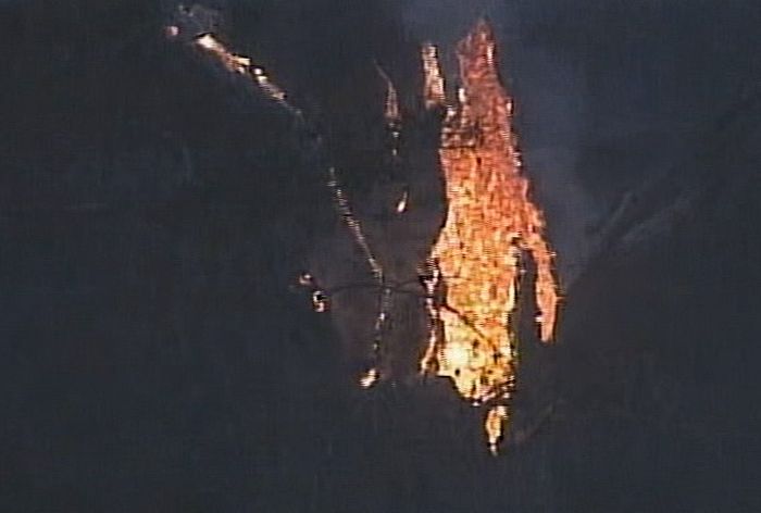 The Senator tree destroyed by fire and collapsed, Big Tree Park, Longwood, Florida, United States