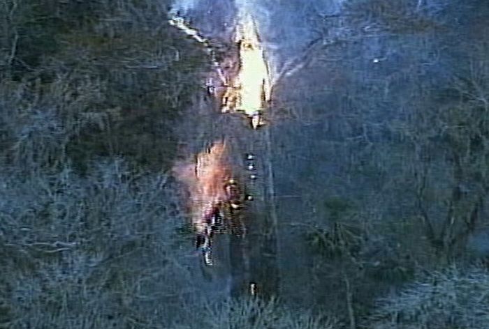 The Senator tree destroyed by fire and collapsed, Big Tree Park, Longwood, Florida, United States