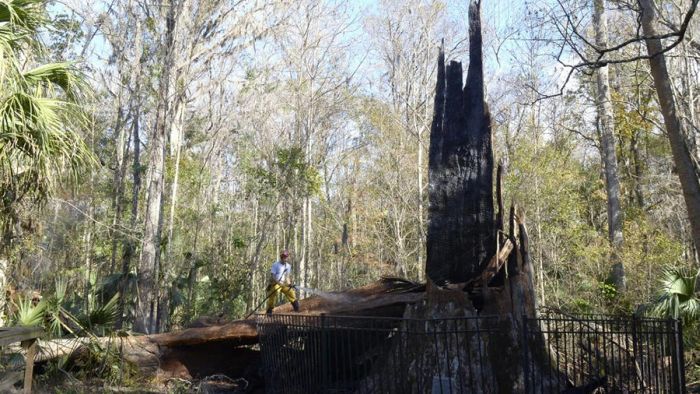 The Senator tree destroyed by fire and collapsed, Big Tree Park, Longwood, Florida, United States