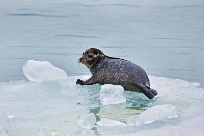 Alaska, United States by Ray Bulson