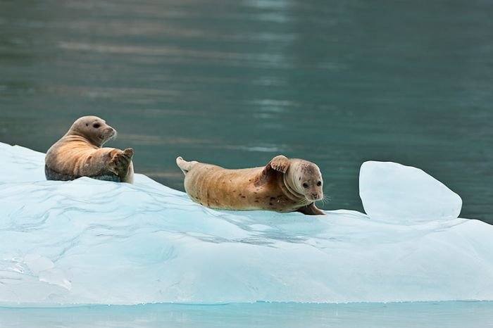 Alaska, United States by Ray Bulson