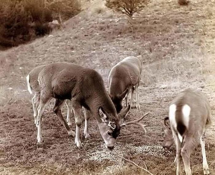 History: American Old West, United States