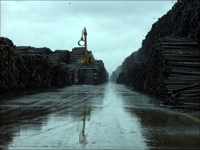 Timber in storage after Gudrun cyclone, Byholma, Sweden