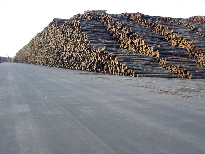 Timber in storage after Gudrun cyclone, Byholma, Sweden