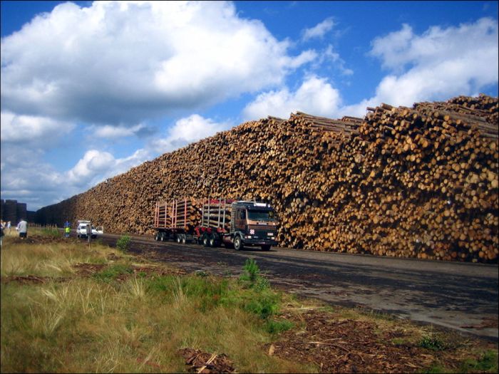 Timber in storage after Gudrun cyclone, Byholma, Sweden