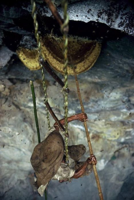 Honey hunters of Nepal by Diane Summers and Eric Valli