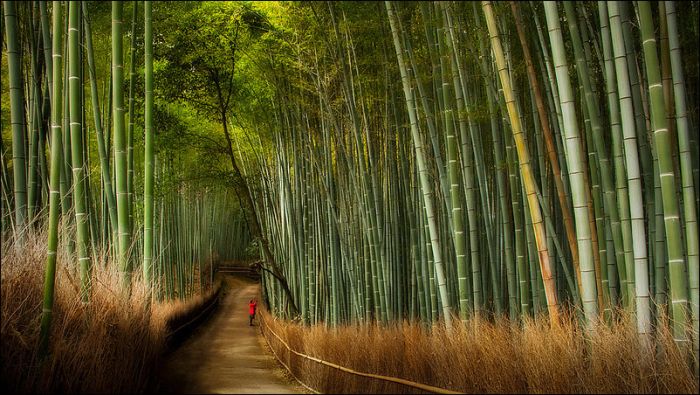 Sagano bamboo forest, Arashiyama (嵐山, Storm Mountain), Kyoto, Japan