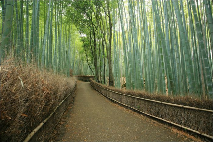 Sagano bamboo forest, Arashiyama (嵐山, Storm Mountain), Kyoto, Japan