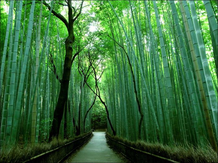 Sagano bamboo forest, Arashiyama (嵐山, Storm Mountain), Kyoto, Japan