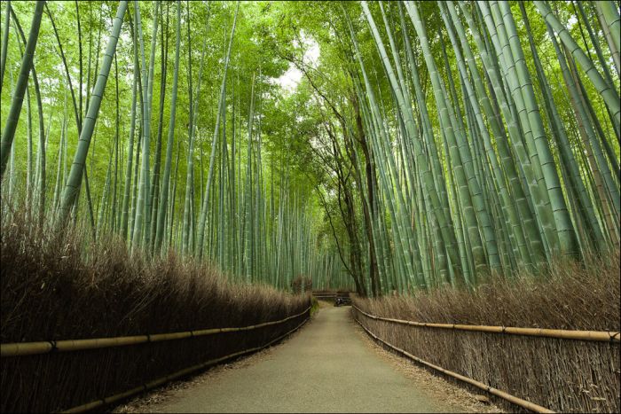 Sagano bamboo forest, Arashiyama (嵐山, Storm Mountain), Kyoto, Japan