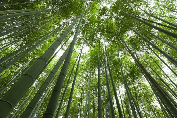 Sagano bamboo forest, Arashiyama (嵐山, Storm Mountain), Kyoto, Japan