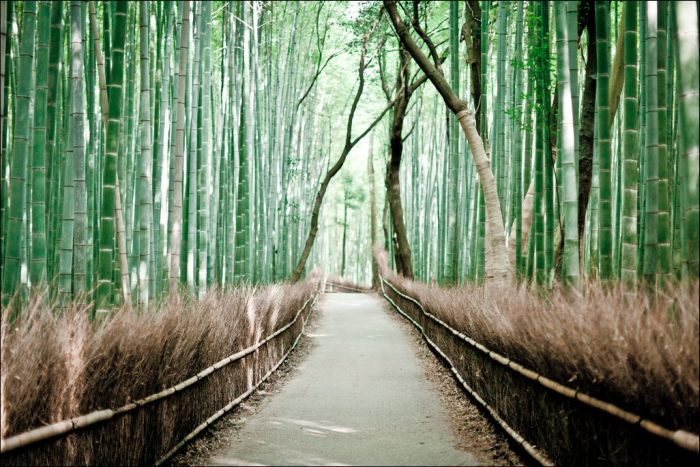 Sagano bamboo forest, Arashiyama (嵐山, Storm Mountain), Kyoto, Japan