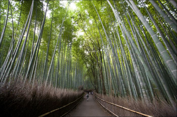 Sagano bamboo forest, Arashiyama (嵐山, Storm Mountain), Kyoto, Japan