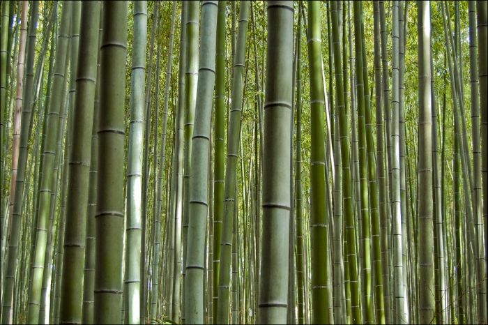 Sagano bamboo forest, Arashiyama (嵐山, Storm Mountain), Kyoto, Japan