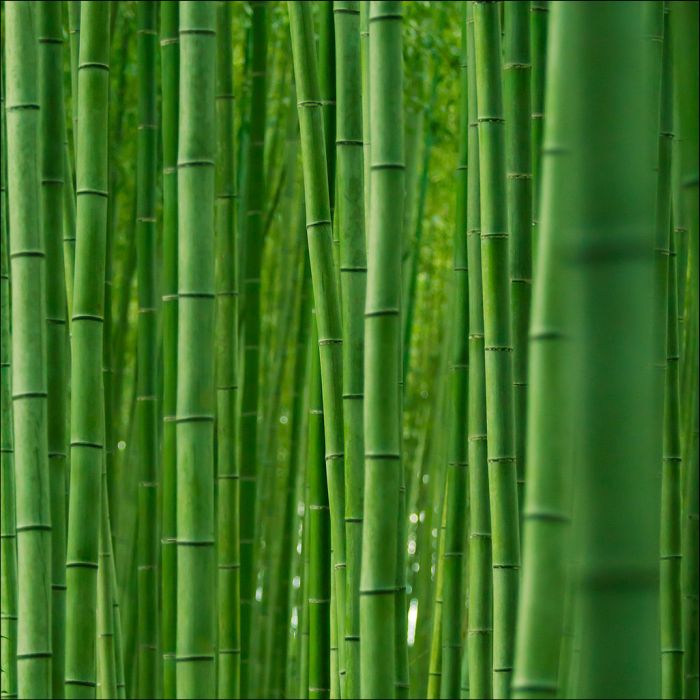 Sagano bamboo forest, Arashiyama (嵐山, Storm Mountain), Kyoto, Japan