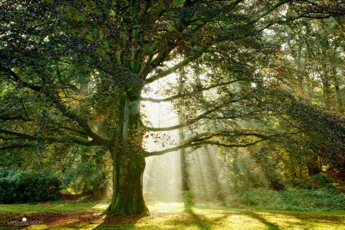 Nature landscapes by Lars Van De Goor