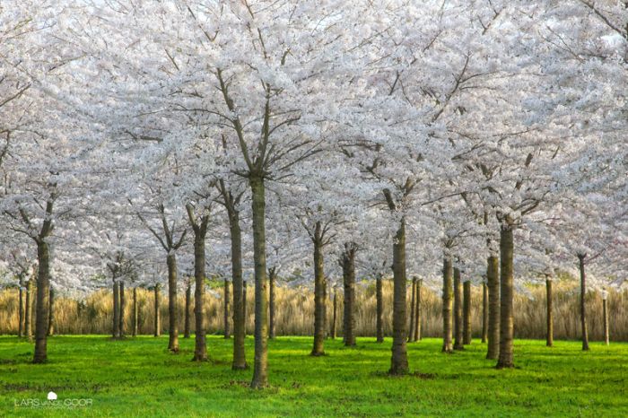 Nature landscapes by Lars Van De Goor