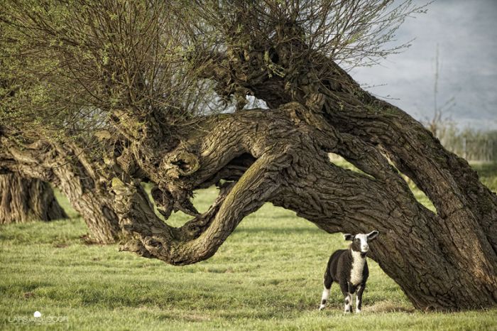 Nature landscapes by Lars Van De Goor