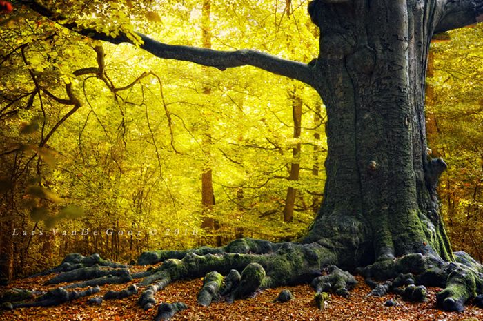 Nature landscapes by Lars Van De Goor