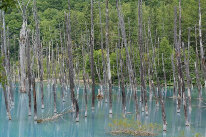 Aoiike, Blue Pond, Biei, Shirogane Onsen, Kamikawa (Ishikari) District, Hokkaido, Japan