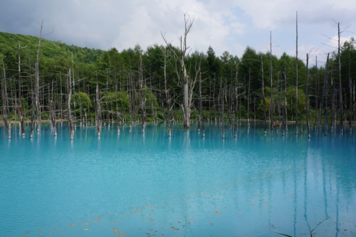 Aoiike, Blue Pond, Biei, Shirogane Onsen, Kamikawa (Ishikari) District, Hokkaido, Japan