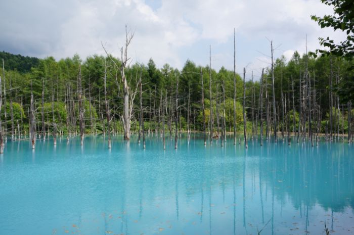 Aoiike, Blue Pond, Biei, Shirogane Onsen, Kamikawa (Ishikari) District, Hokkaido, Japan