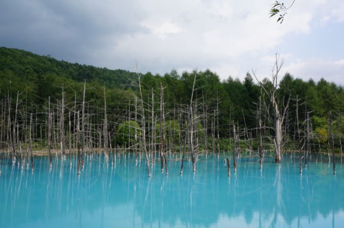 Aoiike, Blue Pond, Biei, Shirogane Onsen, Kamikawa (Ishikari) District, Hokkaido, Japan