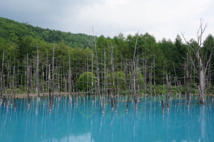 Aoiike, Blue Pond, Biei, Shirogane Onsen, Kamikawa (Ishikari) District, Hokkaido, Japan