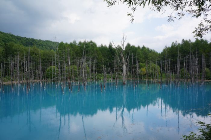 Aoiike, Blue Pond, Biei, Shirogane Onsen, Kamikawa (Ishikari) District, Hokkaido, Japan