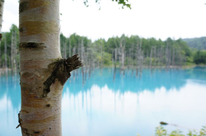 Aoiike, Blue Pond, Biei, Shirogane Onsen, Kamikawa (Ishikari) District, Hokkaido, Japan