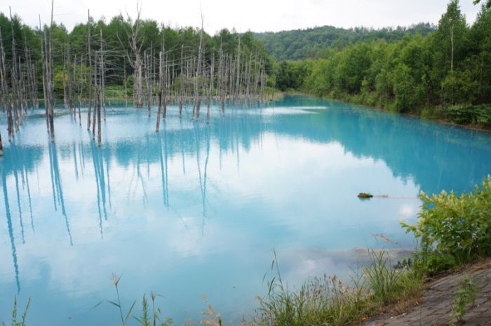 Aoiike, Blue Pond, Biei, Shirogane Onsen, Kamikawa (Ishikari) District, Hokkaido, Japan
