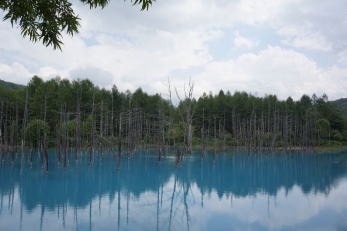 Aoiike, Blue Pond, Biei, Shirogane Onsen, Kamikawa (Ishikari) District, Hokkaido, Japan