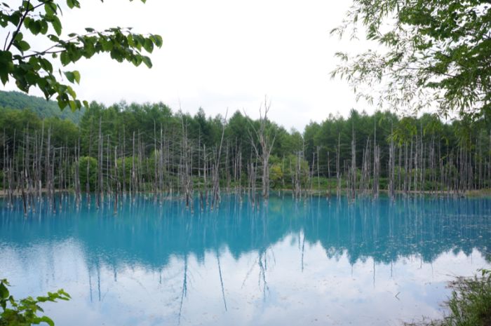 Aoiike, Blue Pond, Biei, Shirogane Onsen, Kamikawa (Ishikari) District, Hokkaido, Japan