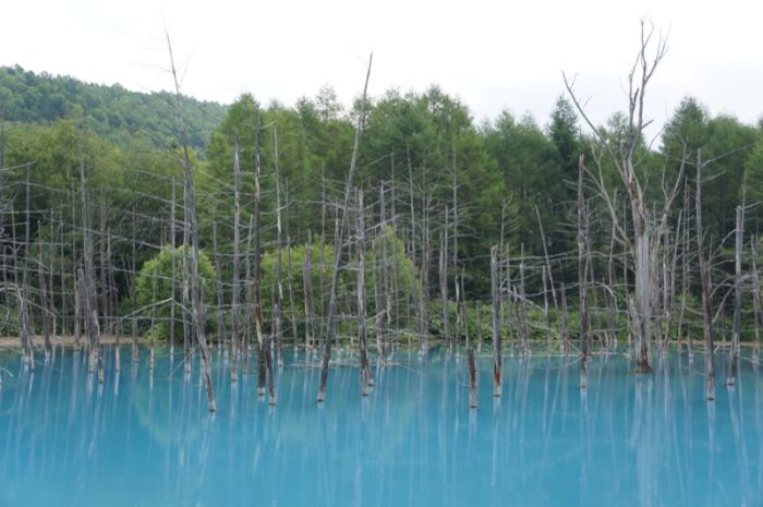 Aoiike, Blue Pond, Biei, Shirogane Onsen, Kamikawa (Ishikari) District, Hokkaido, Japan