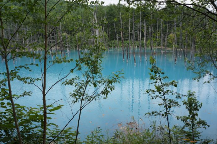 Aoiike, Blue Pond, Biei, Shirogane Onsen, Kamikawa (Ishikari) District, Hokkaido, Japan