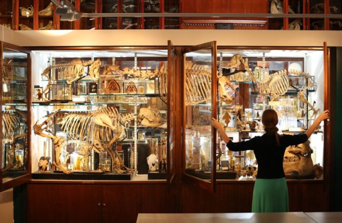 Grant Museum of Zoology and Comparative Anatomy, University College London, England, United Kingdom