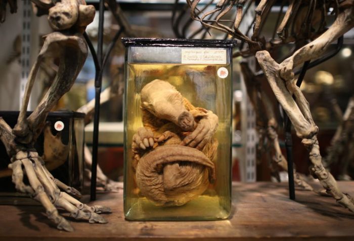 Grant Museum of Zoology and Comparative Anatomy, University College London, England, United Kingdom