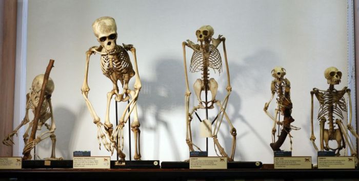 Grant Museum of Zoology and Comparative Anatomy, University College London, England, United Kingdom