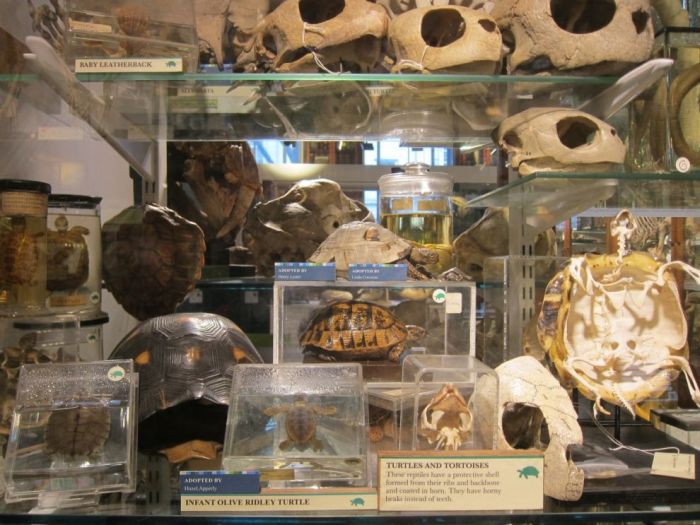 Grant Museum of Zoology and Comparative Anatomy, University College London, England, United Kingdom